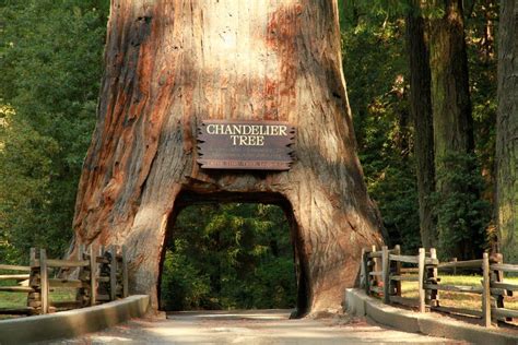 Chandelier Tree, Leggett, CA | Chandelier tree, Tree, Chandelier