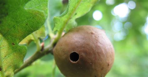 BugBlog: Oak Gall Wasps