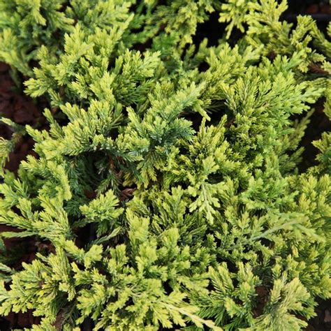 Buy juniper Golden Carpet Juniperus horizontalis Golden Carpet: £5.99 Delivery by Crocus