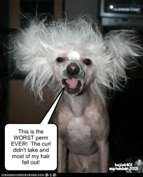 TIME FOR A NEW GROOMER | Funny dogs, Bad hair day funny, Funny pictures