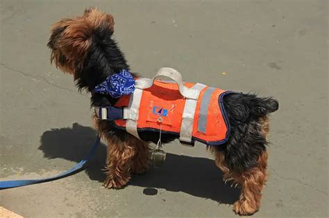 All You Need To Know About Weighted Dog Vests - Animals Time