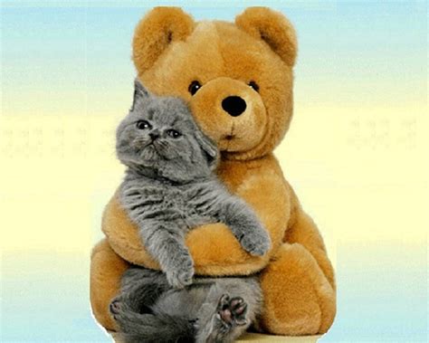 Teddy and His Kitten - Cats Wallpaper | Teddy bear, Big hugs, Cute cats ...