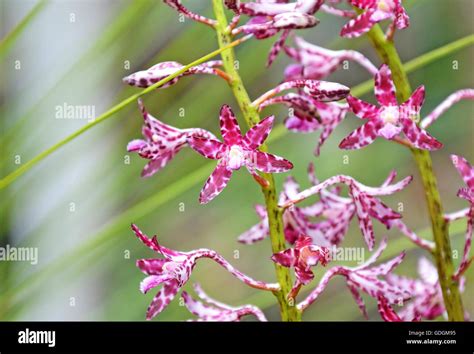 Australian Native Orchids Stock Photos & Australian Native Orchids ...