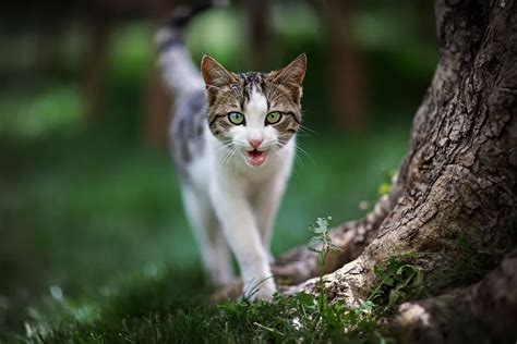 Meowing, Chirping, and More: A Guide to Cat Sounds | Schertz Animal Hospital