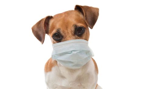 Coronavirus and Your Pet - Paws & Claws Animal Hospital