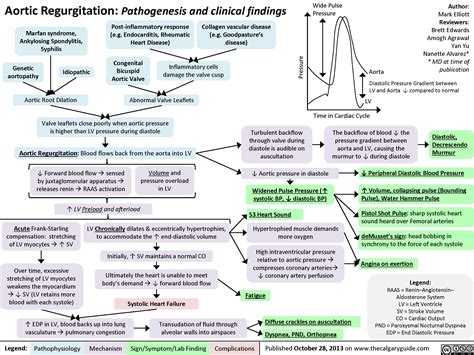 Aortic Regurgitation: Pathogenesis and Clinical Findings | Calgary Guide