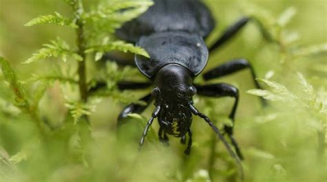 4 Beneficial Insects To Attract And Keep In The Garden