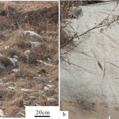 Features of the leiolitic bioherm in Fengshan Formation. a-Macroscopic... | Download Scientific ...