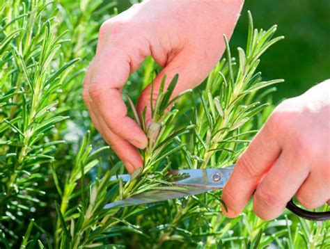 Organic Rosemary Herb Rosemary Herb Seeds Herbs Seeds 80 Seeds | Etsy