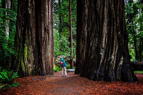 Hyperion Tree: The World's Tallest Tree Is Officially Off-Limits