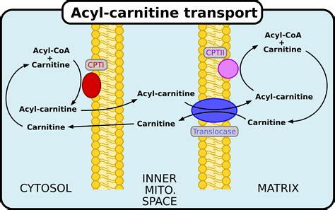 Acylcarnitines