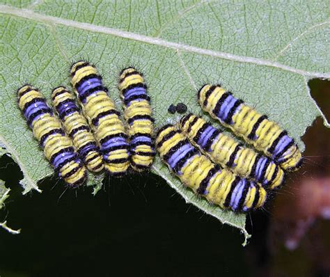 Colorful caterpillars - Harrisina metallica - BugGuide.Net