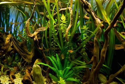 Aquarium Driftwood: Best and Safest Types for Your Tank (Setup Tips)