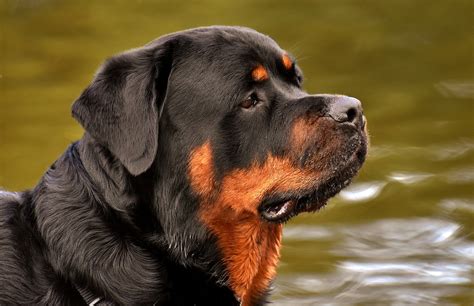 Rottweiler Purebred Dog Animal - Free photo on Pixabay - Pixabay