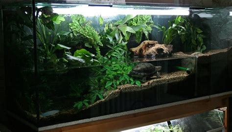 The Definitive Guide to Creating a Paludarium (Tank, Plants and Building Suggestions ...