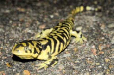 Kansas State Amphibian: Barred Tiger Salamander
