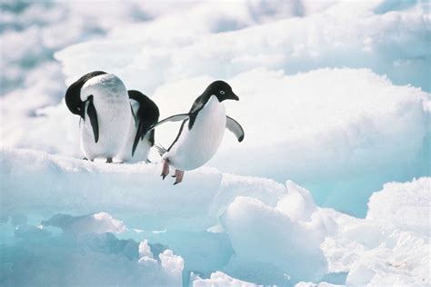 Adelie Penguin Pictures