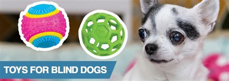 5 Best Toys for Blind Dogs and Those With Visual Impairments