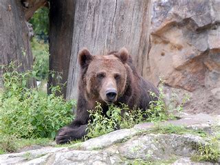 Ours brun (Zoo de Berlin) | Ours brun, Ursus arctos, brown b… | Flickr