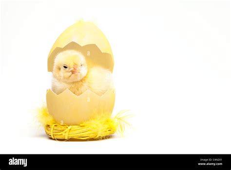 Yellow Chick over white background Stock Photo - Alamy