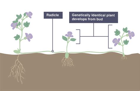 IGCSE Biology 2017: 3.7: Understand that Plants can Reproduce Asexually ...