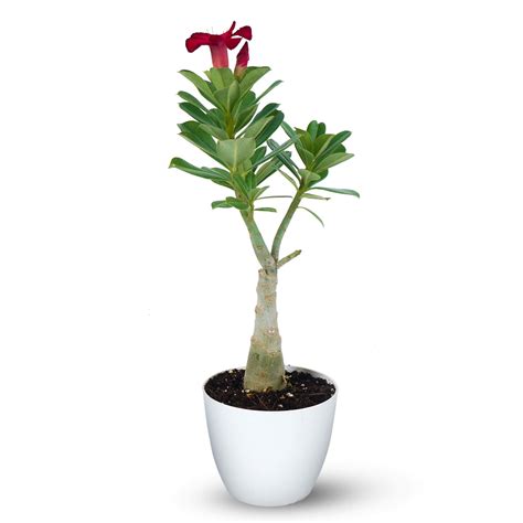 Adenium Bonsai Plant With Pot | Buy Adenium Bonsai Plant Online ₹539.00 ...