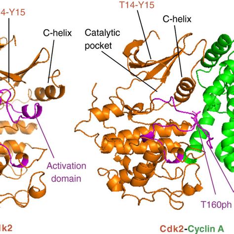 (PDF) Cyclin-dependent kinases