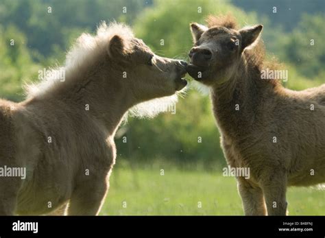 Miniature horse foals play Stock Photo - Alamy