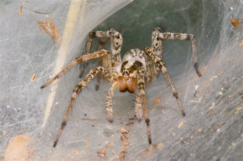 Funnel Weaver Spider (Agelenopsis species)