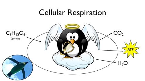 Cellular Respiration In Animal Cell - The Learning Zone The Living ...