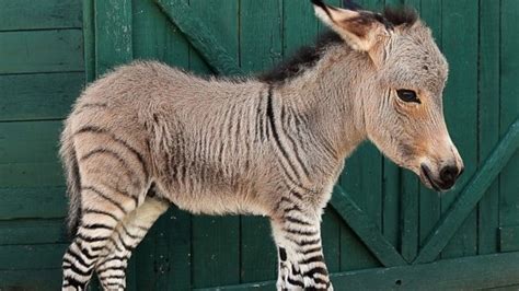 Z- Zonkey - Alphabet Animals