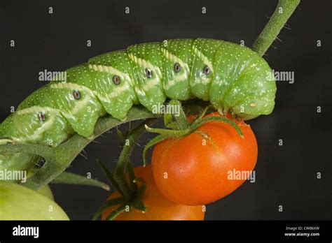 The tomato hornworm, caterpillar of the five-spotted hawkmoth (Manduca quinquemaculata Stock ...