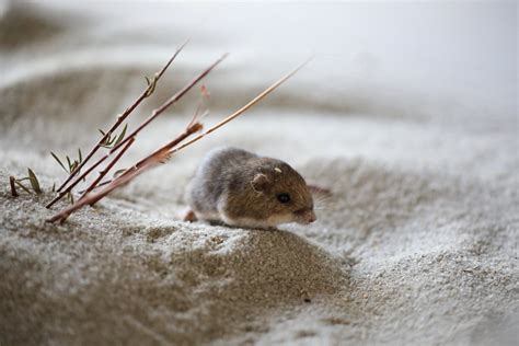 Pacific Pocket Mouse (Perognathus longimembris pacificus) - ZooChat