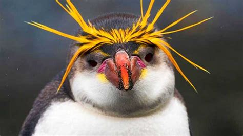 List of Famous Species of Penguin with Yellow Hair