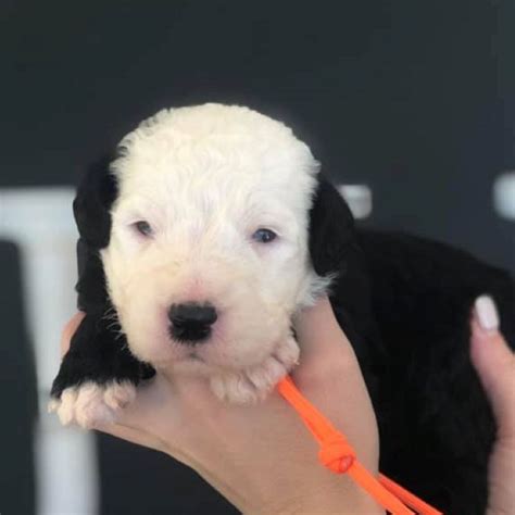 Available Trained Sheepadoodle Puppies - Training Canines