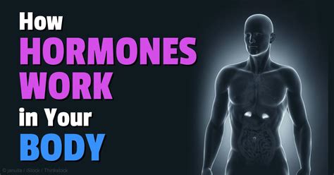 The Fantastical World of Hormones: What You Should Know