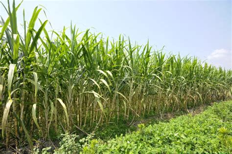 Sugar Cane Farm Stock Photography - Image: 21087592