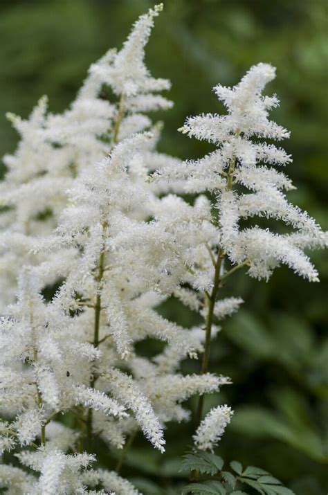 Astilbe (white) - Muddy Trowel