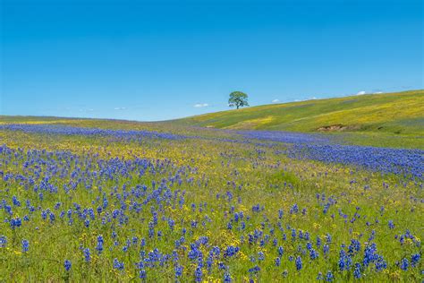 Gorgeous Spring Wildflowers in Northern California. [OC][3000x2000] • /r/EarthPorn | Spring ...