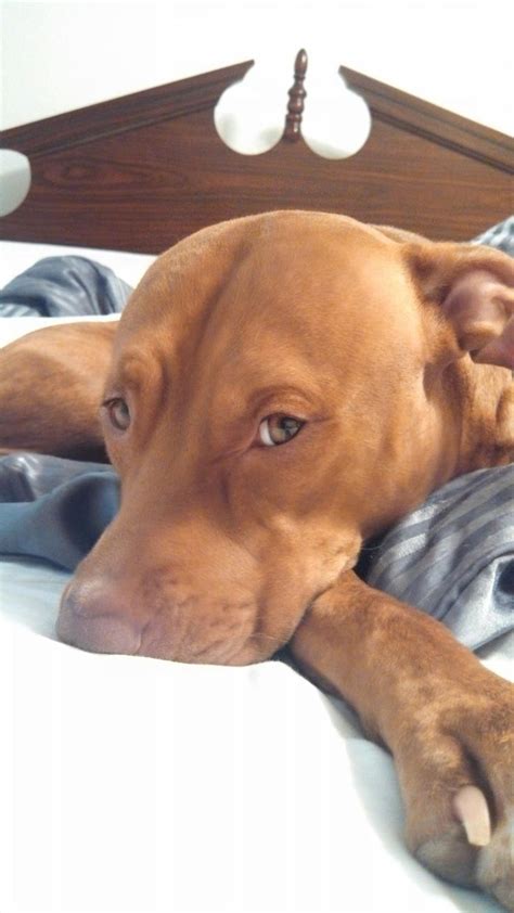 33 best images about red nose pitbulls on Pinterest | Beautiful dogs, Animals and Pitbulls