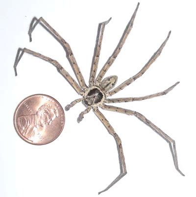 huntsman spider - Heteropoda venatoria (Linnaeus)