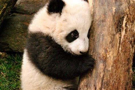 Sichuan - Giant Panda Breeding Base 2023 - Chengdu