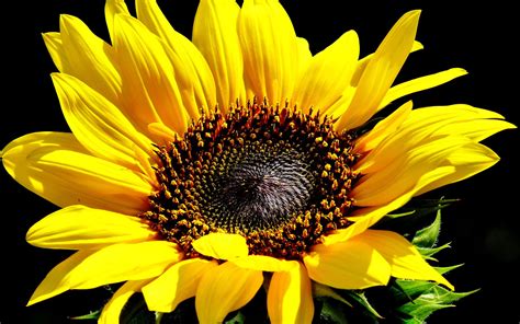 Sunflower Wallpapers | Sunflower photography, Sunflower wallpaper, Sunflower images