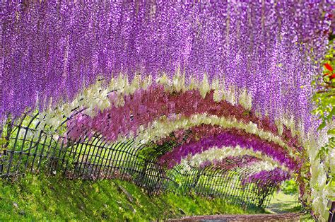 Japan Travel: A Walk Through the Magical Wisteria Tunnel