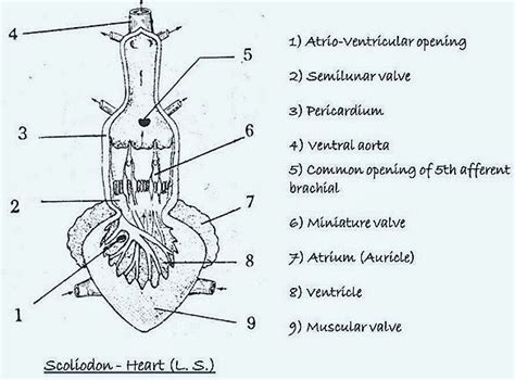 FROG HEART STRUCTURE FISH HEART STRUCTURE –COMPARATIVE ANATOMY