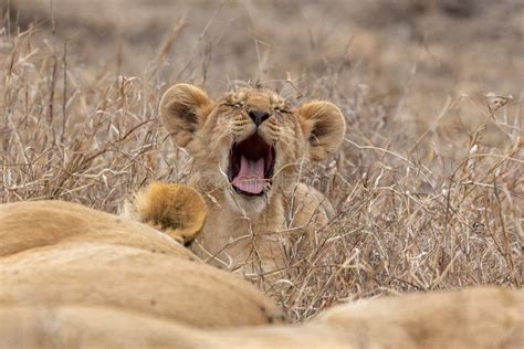 Lion Cub in Grasslands on the Masai Mara, Kenya Africa Stock Image ...