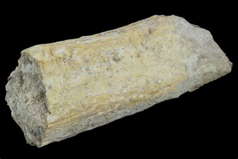 3.1" Unidentified Fossil Bone Section - North Dakota (#120547) For Sale - FossilEra.com