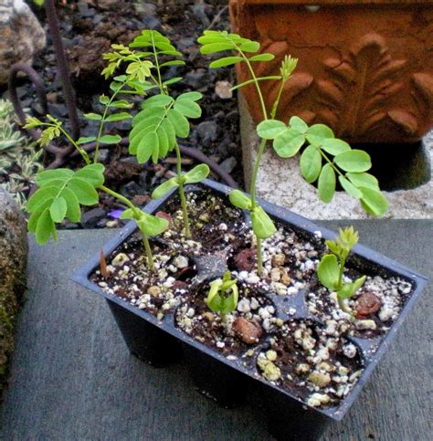 Poinciana Facts and Medicinal uses