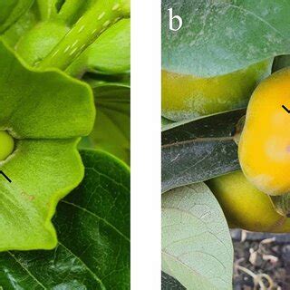 The star russeting skin disorder in Persimmon (Diospyros kaki) fruits ...