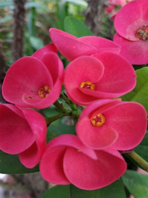 Euphorbia flowers, red. | Euphorbia flower, Beautiful flowers, Flowers